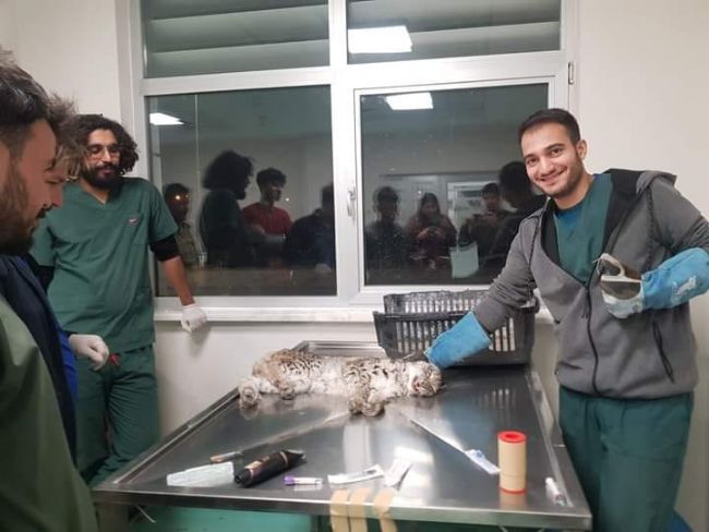 EREĞLİ'DE VAŞAK BULUNDU