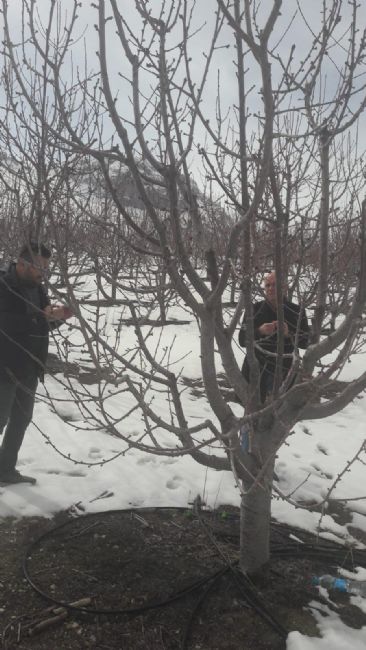 Halkapınar Kiraz Bahçelerinde Kış Zararı Gözlemlendi