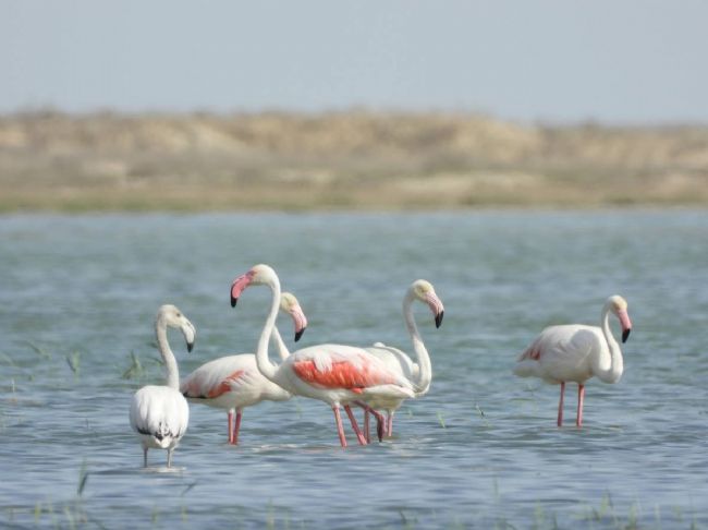 Flamingolar İvriz Baraj Gölü’nde mola verdi